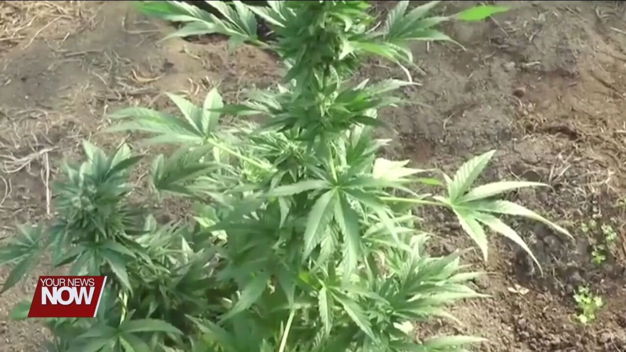 Ohio Senate Republicans introduce bill to change marijuana law